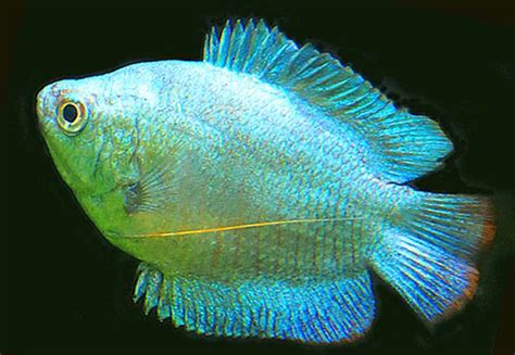 Powder Blue Dwarf Gourami (Colisa lalia) | Tropical Fish Keeping