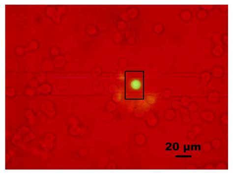 8. A chromaffin cell loaded with Fura-4F (AM) sitting on top of a... | Download Scientific Diagram