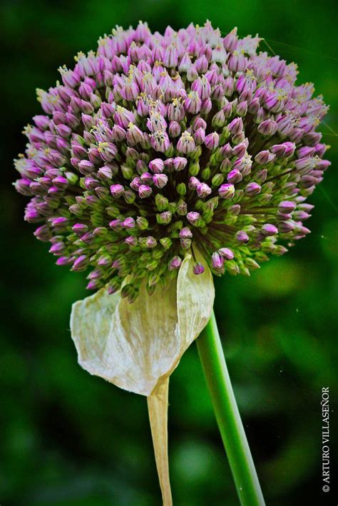 Garlic Flower - Database Plants