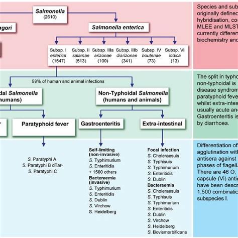 Salmonella Classification