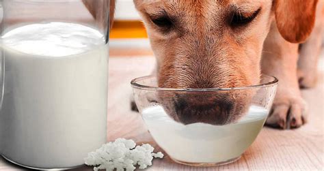 5 Superfood Toppers to Supercharge Your Dog's Diet | LuvMi