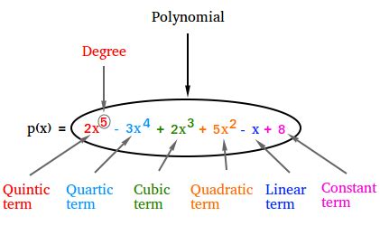 Polynomial Function - Definition and Examples