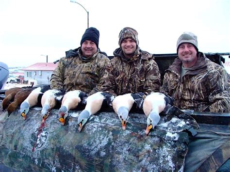 Alaska King Eider Hunting - King Eiders - Ramsey Russell's GetDucks.com