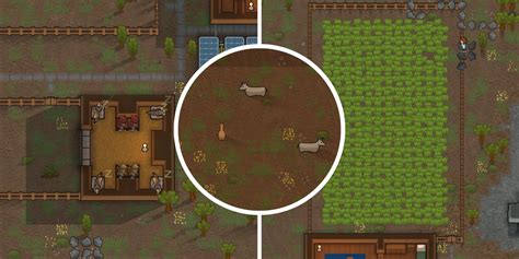 RimWorld: Animal Feeding Guide