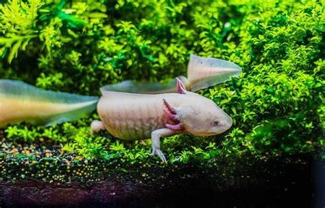 Axolotl Tank Setup: Create the Perfect Habitat