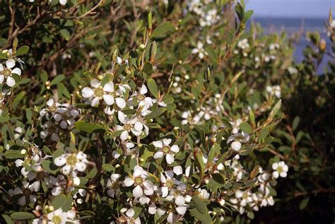 Australian Tea Tree Care – How To Grow Australian Tea Trees