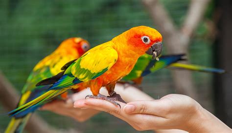 The meaning and symbolism of the word - «Parrot»