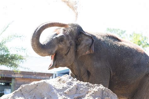 Audubon Zoo Mourns the Loss of Beloved Elephant