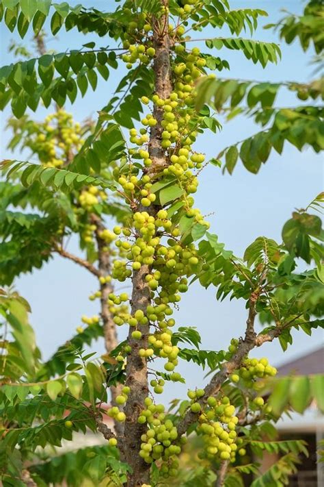 Growing Amla Tree | How to Grow Indian Gooseberry