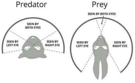 Interesting chart shows the differences between predators and prey's vision : r/coolguides