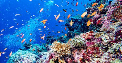 Coral reefs at risk of being wiped out in western Indian Ocean | Natural History Museum