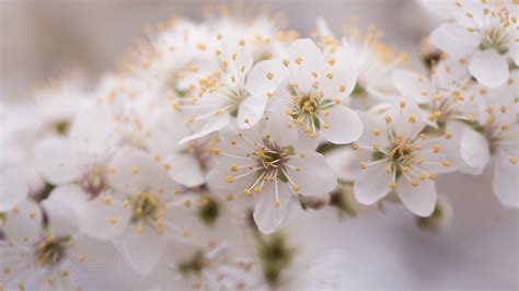 Blossom White Flowers In Blur Background 4K 5K HD Flowers Wallpapers | HD Wallpapers | ID #55265