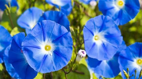 61 Types of Blue Flowers With Names and Pictures