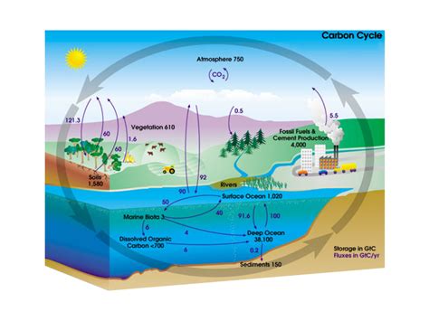 What Is the Carbon Cycle? Photosynthesis, Decomposition, Respiration ...