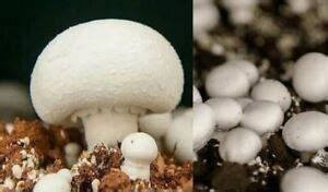 White Button Mushroom Spores/Seeds (Agaricus bisporus), 10,000 Spores | eBay