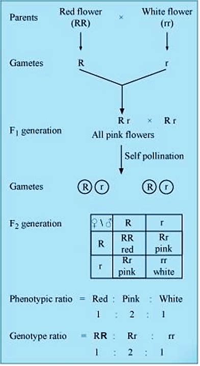 Genotype And Phenotype Ratios