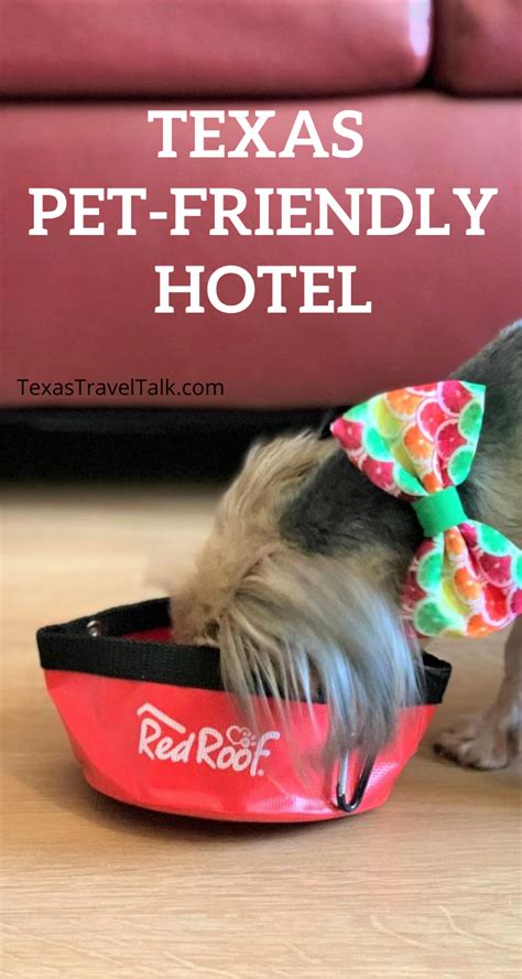 10 Texas Pet-Friendly Hotels (+ Cute Photos) | Texas Travel Talk