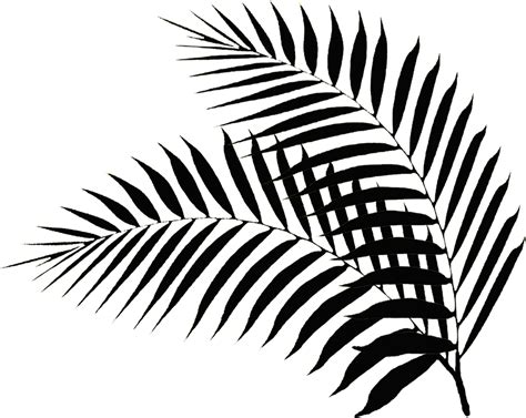 Fern clipart outline, Fern outline Transparent FREE for download on ...