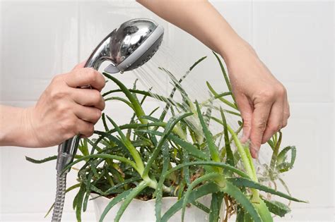 16 Best Plants That Thrive In Your Bathroom