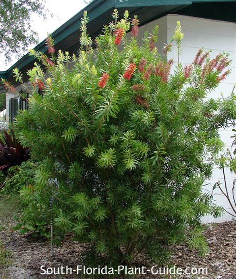 Bottlebrush Bush