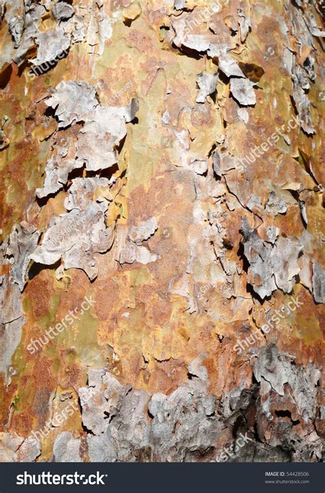 Tree Bark Peeling. Stock Photo 54428506 : Shutterstock