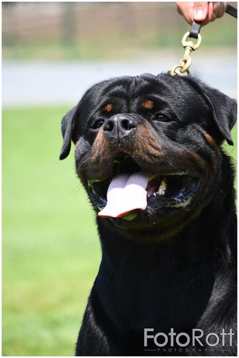 Maicon Imperial Warrior – Guardian Rottweilers