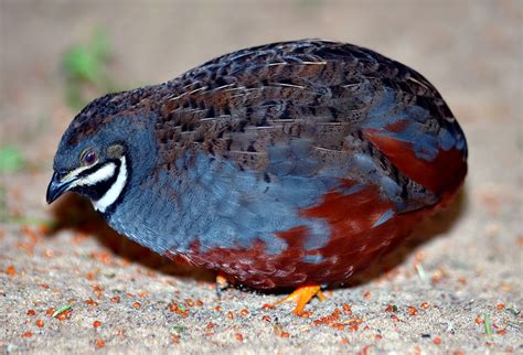 Birds of the Bible – Quail | Lee's Birdwatching Adventures Plus