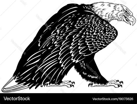 Bald eagle black and white Royalty Free Vector Image