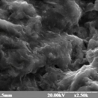 Scanning electron microscopy of calcium alginate beads. (a) A total of ...