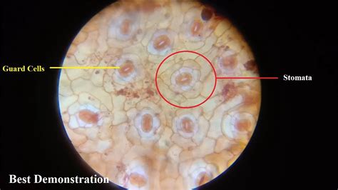 Biology Demo | viewing stomata of leaf under compound microscope ...