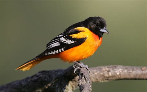 Stunning Baltimore Oriole HD Wallpaper