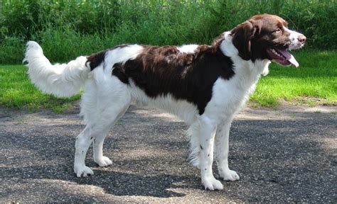 12 Surprising Facts About Dutch Partridge Dog (Drentsche Patrijshond ...