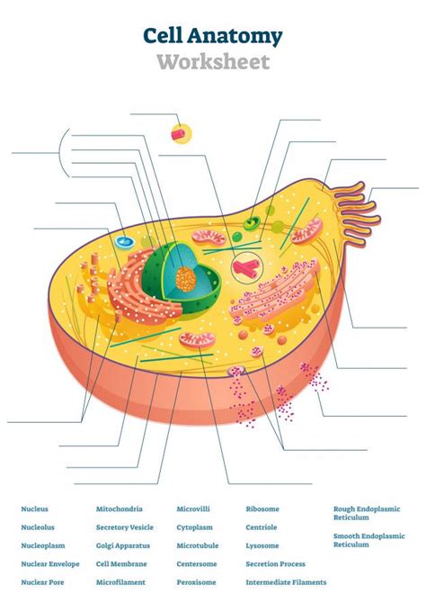 Pin on Science worksheets