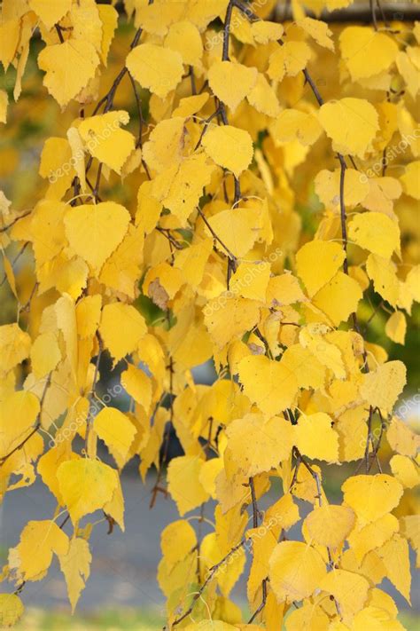 Silver Birch (Leaves in Autumn) — Stock Photo #5460036