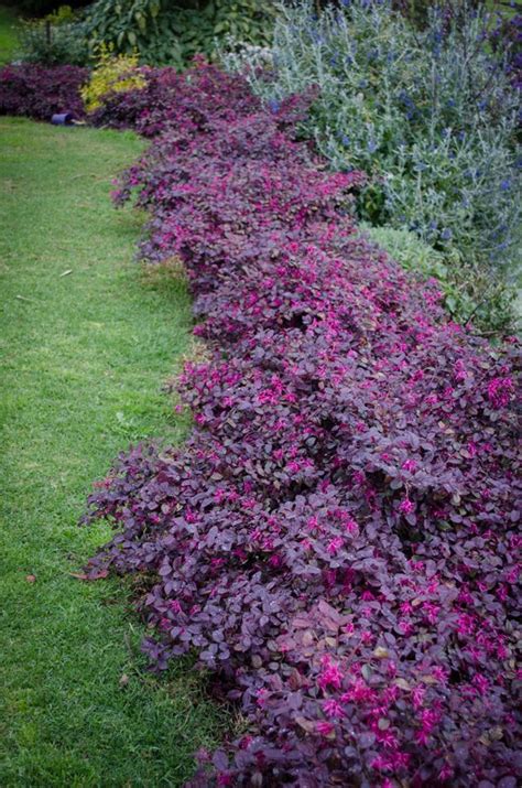 Loropetalum 'Purple Prince' 7" Pot - Hello Hello Plants & Garden ...