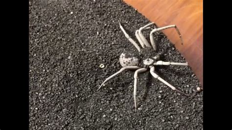 Six-Eyed Sand Spider (Sicarius sp) Ambushes Prey - YouTube