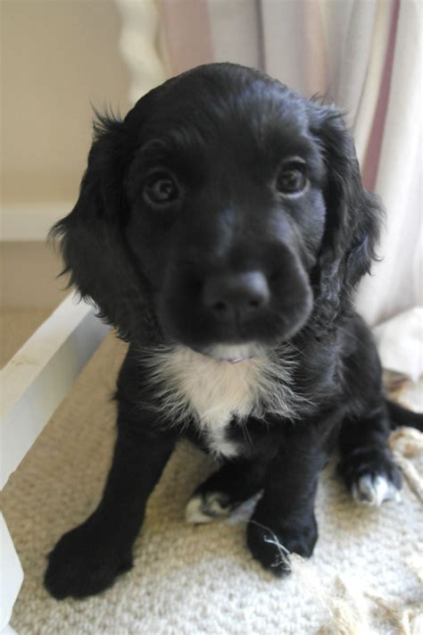 2 Black Cocker Spaniel Puppies