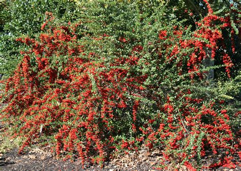 Bushes with red berries offer winter garden color | Mississippi State University Extension Service