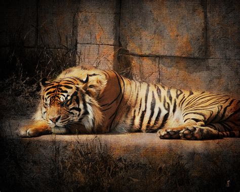 Sleeping Tiger Photograph by Jai Johnson