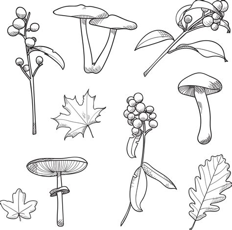 Botanical line illustrations, vector drawing forest plants 16191075 Vector Art at Vecteezy