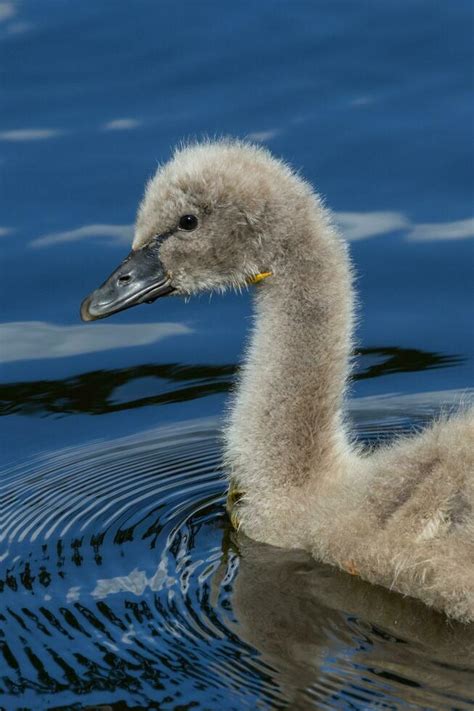 Baby Swan Stock Photos, Images and Backgrounds for Free Download