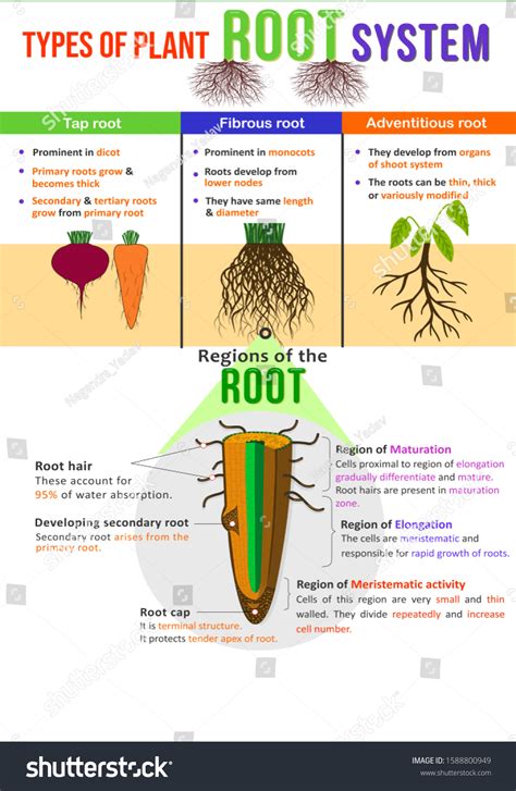 Types Plant Root System Design Stock Illustration 1588800949 | Shutterstock