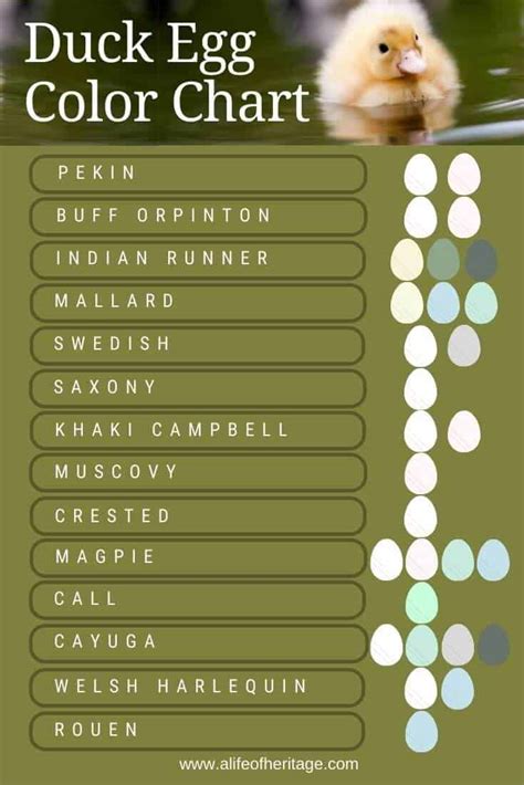 5 Tips to Breeding for Colored Ducks Eggs (+Duck Egg Color Chart!)