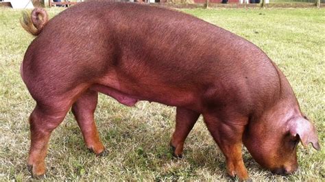 Porc Duroc: caracteristici, ameliorari, profitabilitate - Cultiva ...