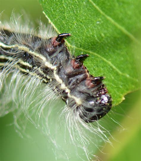 Walnut caterpillars hit West Central Texas pecan trees - Bryan College Station