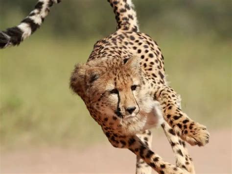 Adaptations of a Cheetah - Behavioral, Physical, Structural ...