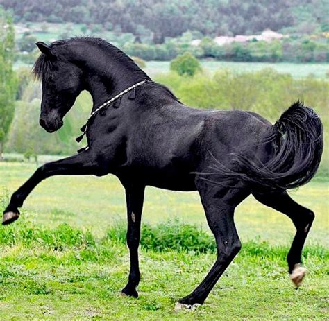 Black Arabian. photo Wojtek Kwiatkowski. | Beautiful arabian horses ...