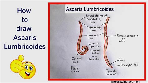 Ascaris Labelled Diagram