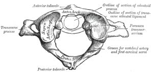 Atlas Vertebrae Anatomy