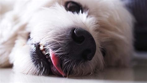 10 Dog Medication Side Effects You Should Never Ignore